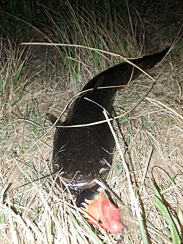 ナマズの釣果