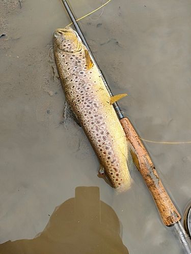ブラウントラウトの釣果