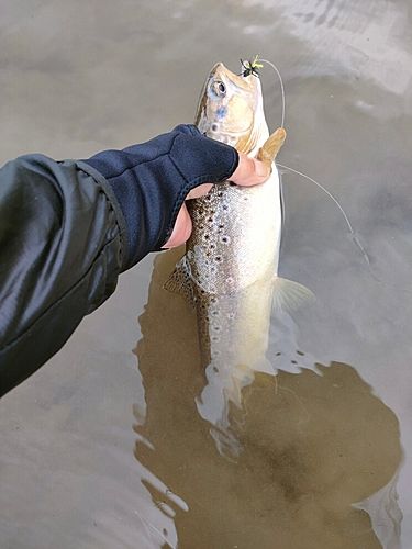 ブラウントラウトの釣果