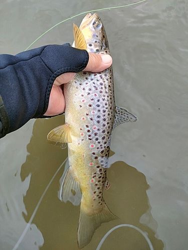 ブラウントラウトの釣果