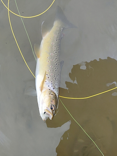 ブラウントラウトの釣果