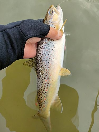 ブラウントラウトの釣果