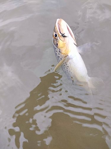 ブラウントラウトの釣果