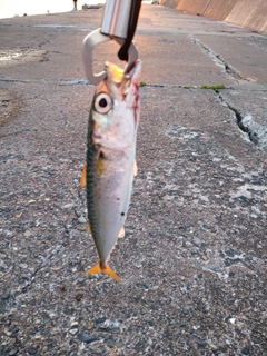 サバの釣果