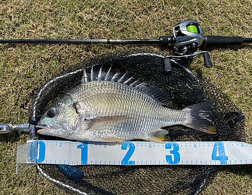 キビレの釣果