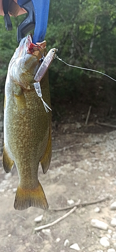 スモールマウスバスの釣果