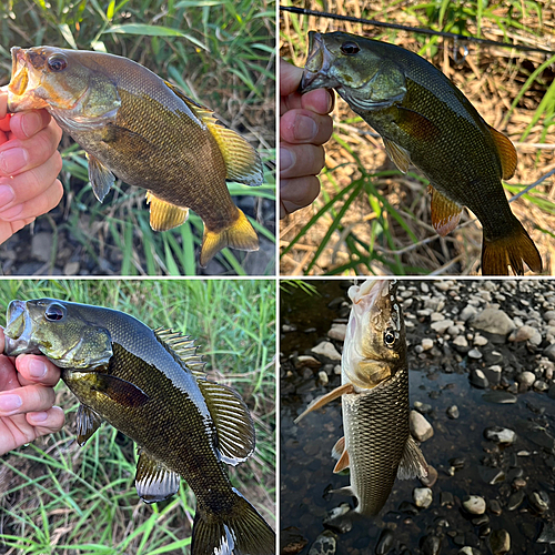 スモールマウスバスの釣果