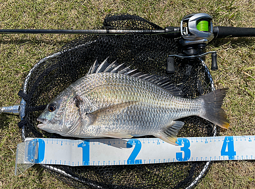 キビレの釣果