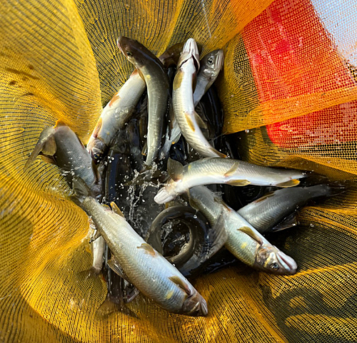 アユの釣果