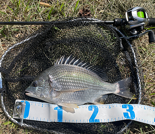 キビレの釣果