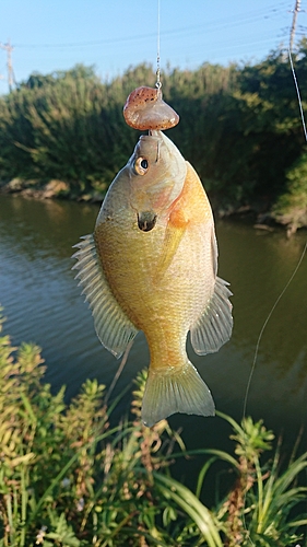 ブルーギルの釣果