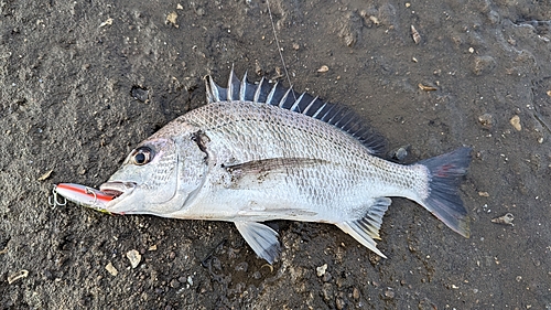 キビレの釣果