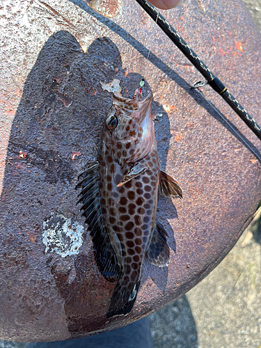 オオモンハタの釣果