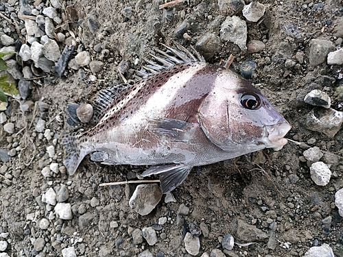 コショウダイの釣果