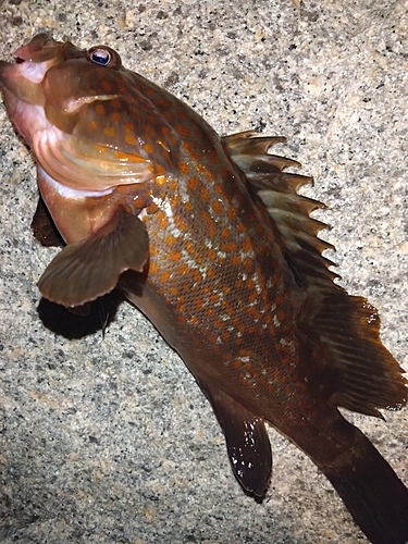 アコウの釣果