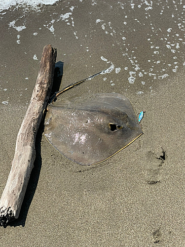 アカエイの釣果