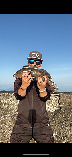 アイナメの釣果