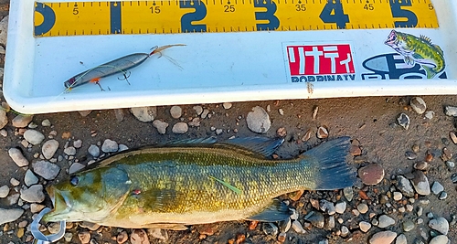 スモールマウスバスの釣果