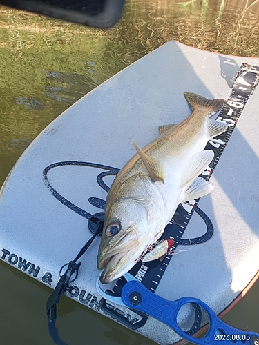 シーバスの釣果