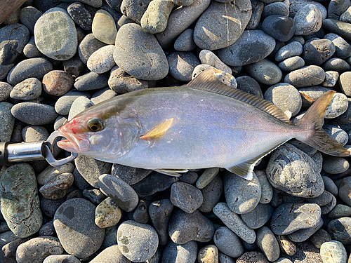 ショゴの釣果