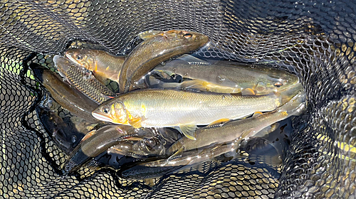 アユの釣果