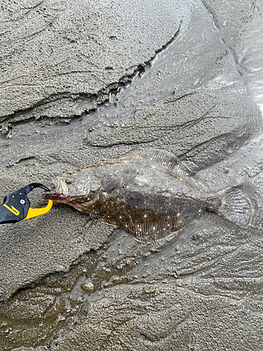 ソゲの釣果