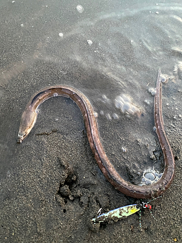 ホタテウミヘビの釣果