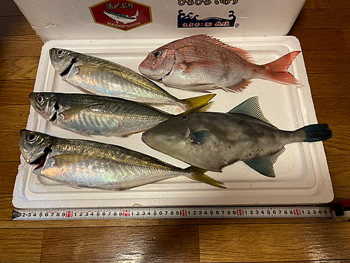 アジの釣果