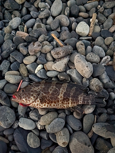 オオモンハタの釣果