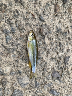 カワムツの釣果