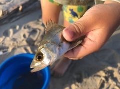 セイゴ（マルスズキ）の釣果