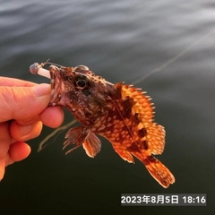 カサゴの釣果