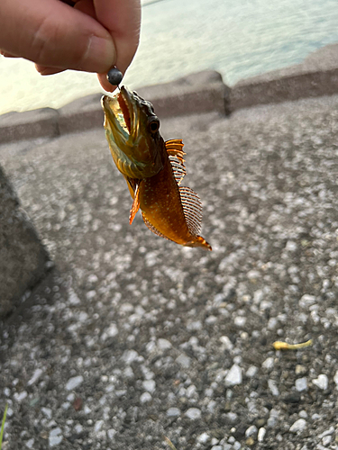 アナハゼの釣果