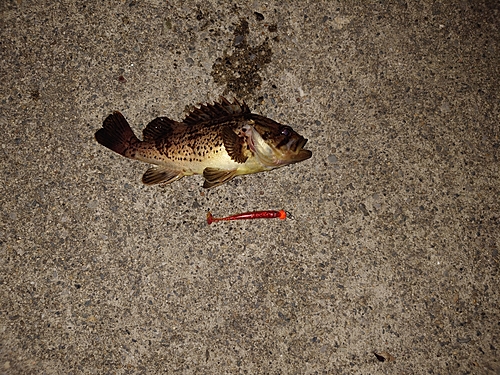 タケノコメバルの釣果