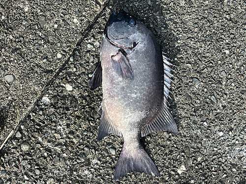 イシダイの釣果