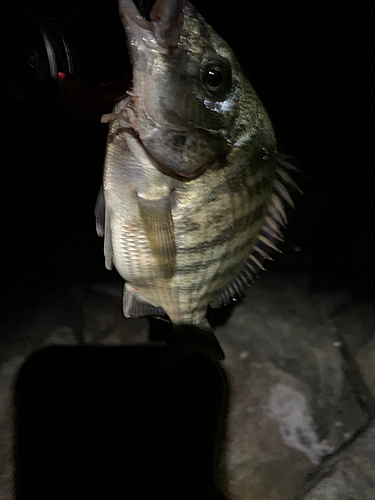 チヌの釣果