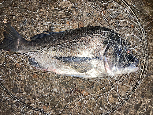 チヌの釣果