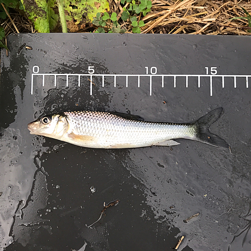 ニゴイの釣果