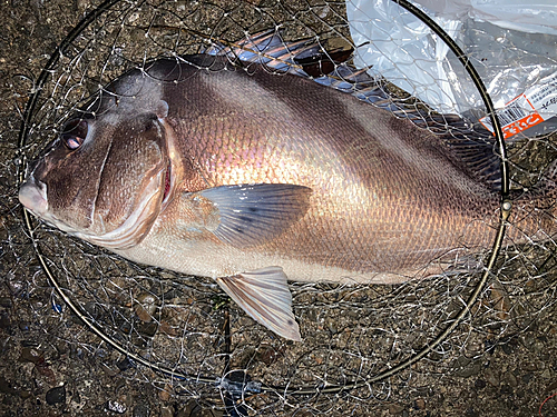 コショウダイの釣果