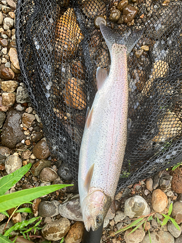 ニジマスの釣果