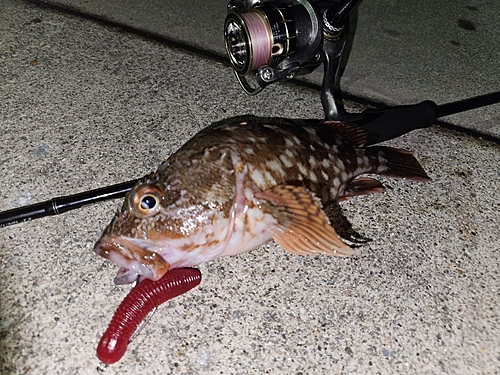 カサゴの釣果