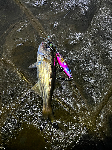 クロムツの釣果