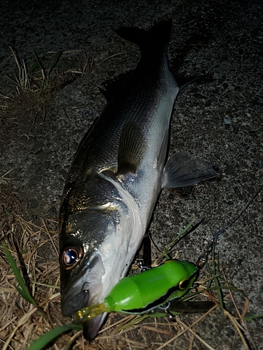 シーバスの釣果