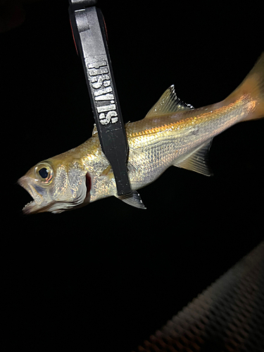 ムツの釣果