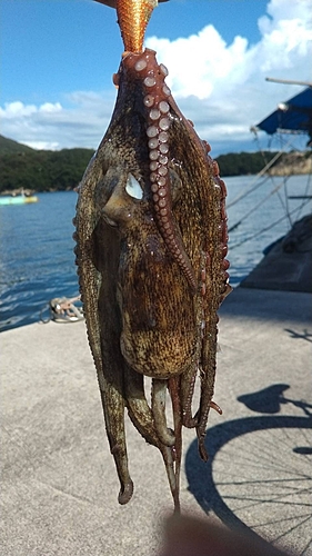 マダコの釣果