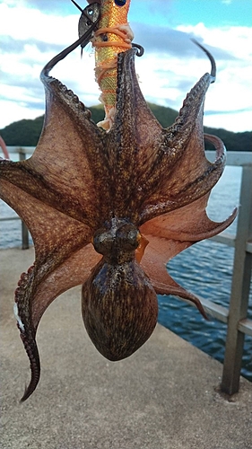 マダコの釣果