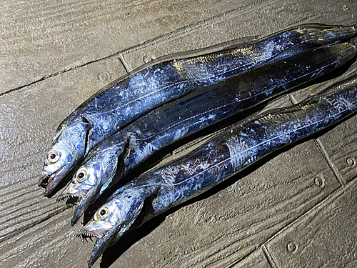 タチウオの釣果