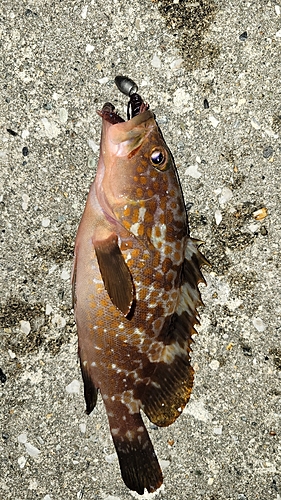 キジハタの釣果