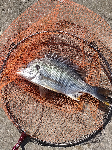 キビレの釣果