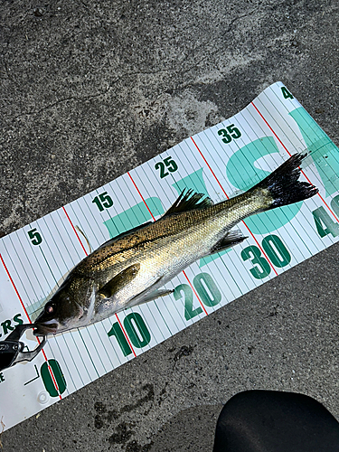 シーバスの釣果